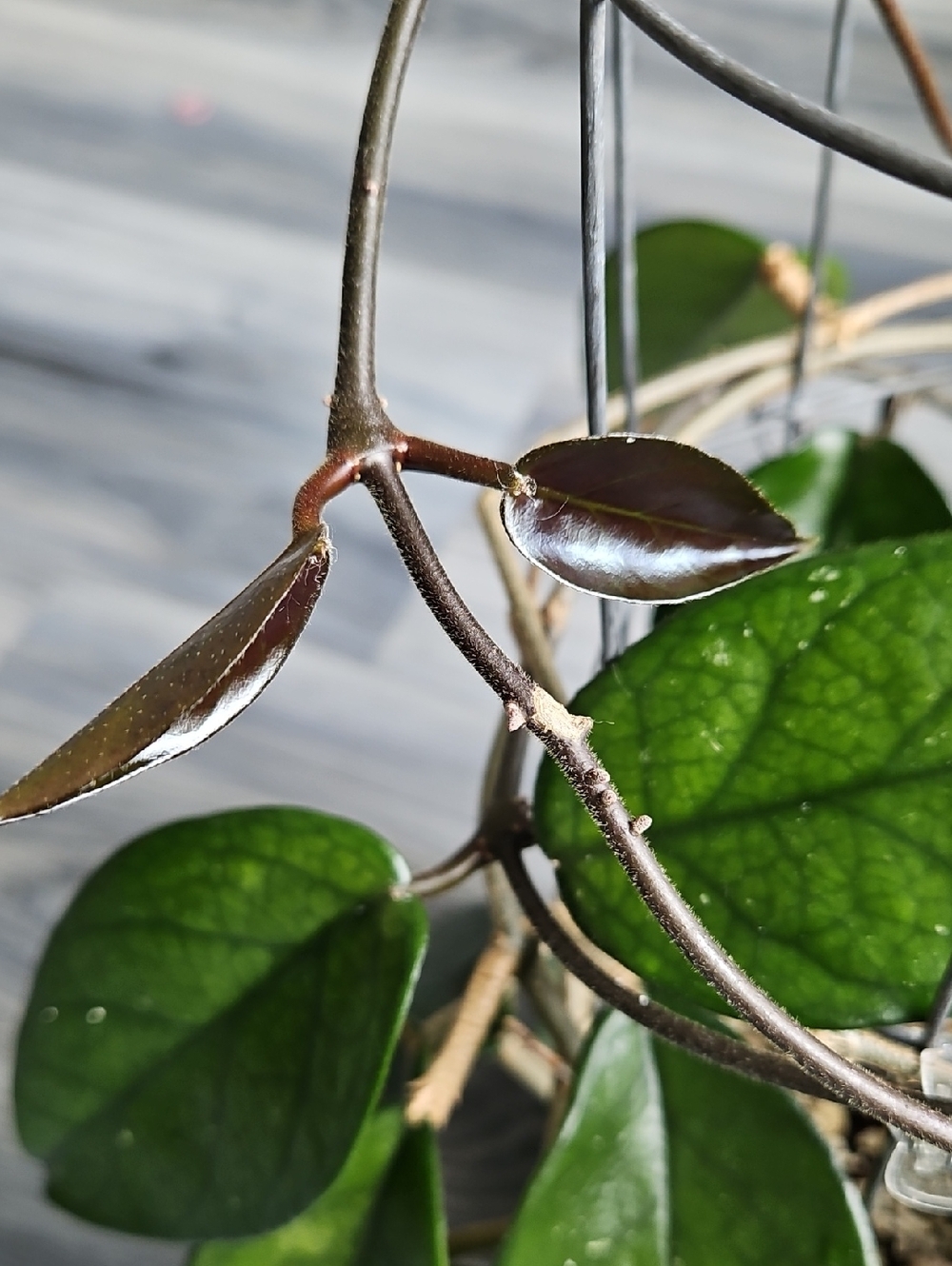 Trailing Hoya DASYANTHA Plant with Shiny Veiny Leaves, In 6in Pot Healthy Plant - Picture 7 of 7